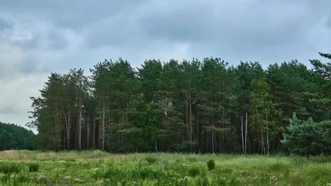 Edge of large pine forest with tall trees. Clouds quickly swim around cloudy  Stock Footage 213333878