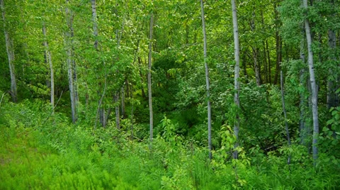 Edge of Lush, Green, Thick Forest Stock Footage 37383283
