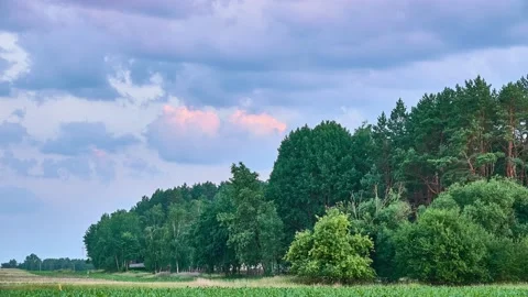 The edge of a mixed forest. Rural summer countryside. Clouds float across the Stock Footage 156757109