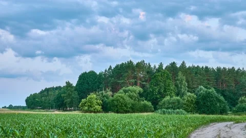 The edge of a mixed forest. Rural summer countryside. Clouds float across the Stock Footage 156826230