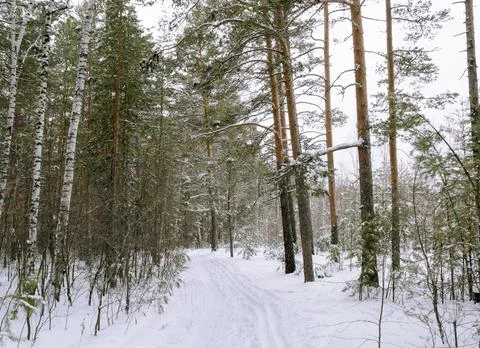 Edge of a mixed winter forest under a cloudy sky Foto stock