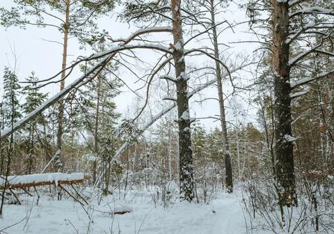 Edge of a mixed winter forest under a cloudy sky Stock-Fotos