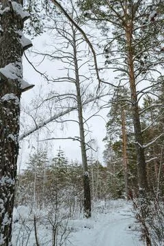 Edge of a mixed winter forest under a cloudy sky Stock Photos