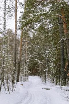 Edge of a mixed winter forest under a cloudy sky Stock Photos