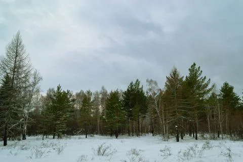 Edge of a mixed winter forest under a cloudy sky Foto stock