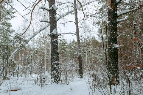 Edge of a mixed winter forest under a cloudy sky Stock Photos