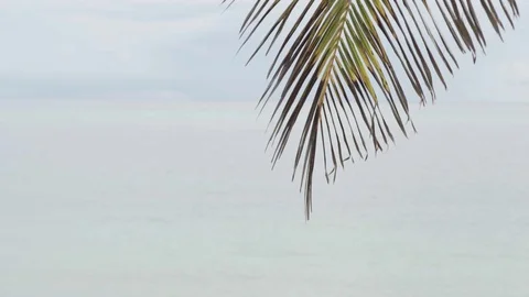 The edge of the palm leaf and the sea behind the background. Stock Footage 95269786