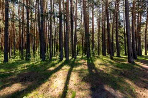 At the edge of a pine forest Stock Photos