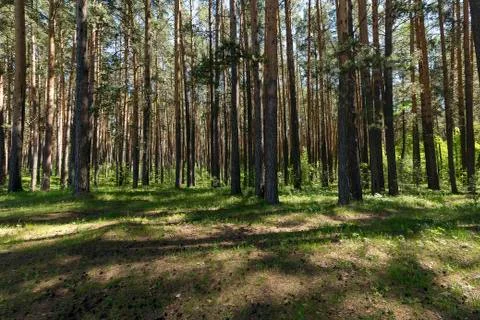 At the edge of a pine forest Stock Photos