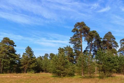 Edge of a pine forest Stock Photos
