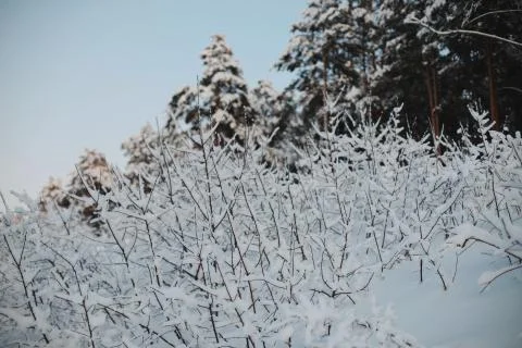 The edge of the pine forest. Stock Photos