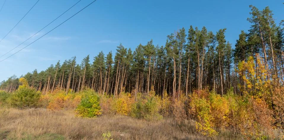 Edge of the pine forest Stock Photos