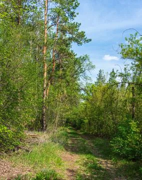 On the edge of a pine forest Stock Photos