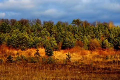 The edge of a pine forest in the rays of the setting sun. Stock Photos