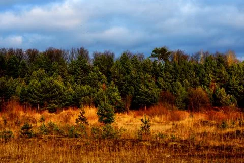 The edge of the pine forest in the rays of the western autumn sun Stock Photos