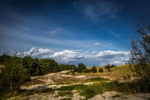 Edge of pine trees forest and grassy sandy beach in sunny day in Hel Stock Photos