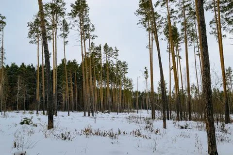 Edge of a pine winter forest Stock Photos