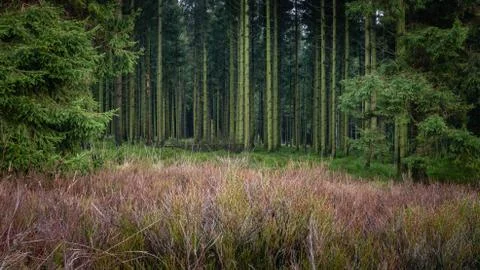 At the edge of the pines forest Foto stock