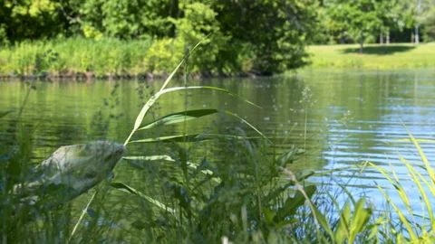 Edge Of Pond With DragonFly, Close Up, Slider Left to Right, 4K Apple ProRes Stock Footage 196466166