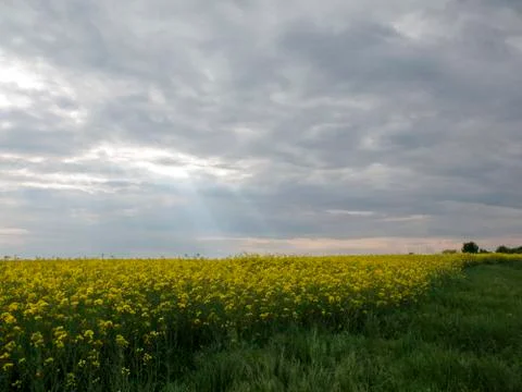 The edge of the rape field Stock Photos