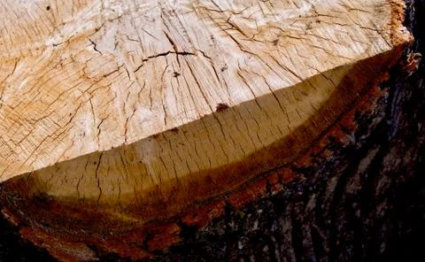 Edge On Rough Cut Oak Log Stock Photos