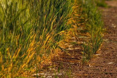 Edge rows of wheat paddock 스톡 사진