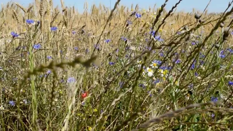 On the edge of a rye field Stock Footage 133453170