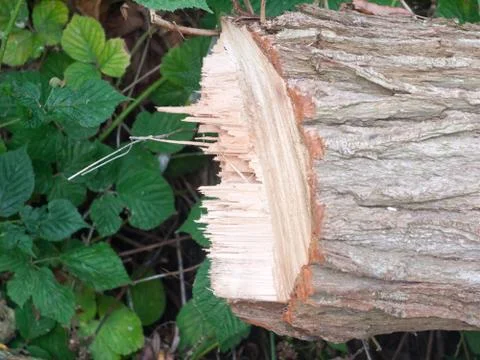 Edge of sharp jagged chopped tree trunk stump wood tree surgery Foto stock