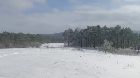 Edge of snow-covered forest in winter Stock Footage 84910886