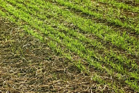 Edge of sown wheat fields close up Stock Photos