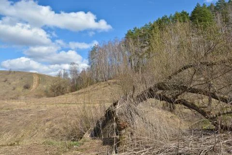 The edge of spring forest. Stock Photos