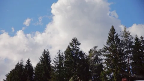 Edge of spruce forest against the sky Stock Footage 97410980