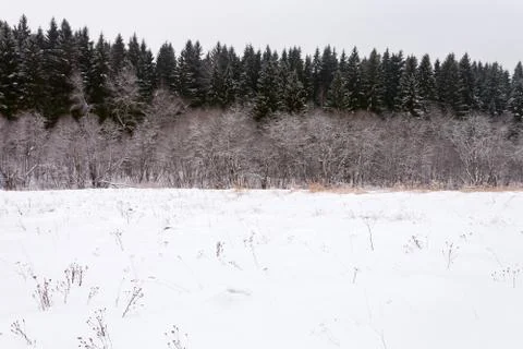 Edge of a spruce forest in winter Stock Photos
