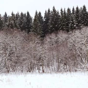 Edge of a spruce forest in winter Stock Photos