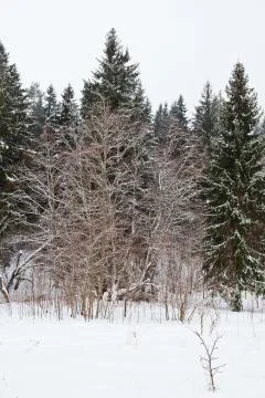 Edge of a spruce forest in winter Stock Photos