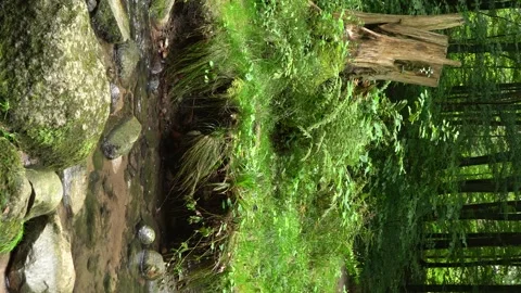 Edge of the Stream - vertical shot Stock Footage 245645129