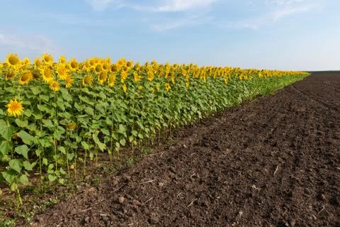 Edge of Sunflowers Field Stock Photos