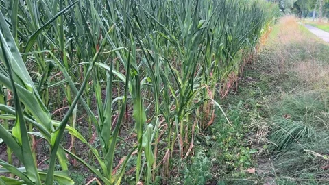 Edge of Tall Corn Field Beside Rural Path Video stock 341667957