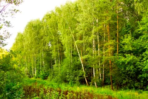Edge of a thick green forest in summer Stock Photos