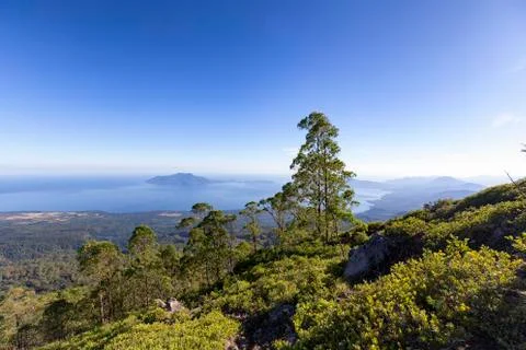 The edge of the tree line in Mount Egon Stock Photos