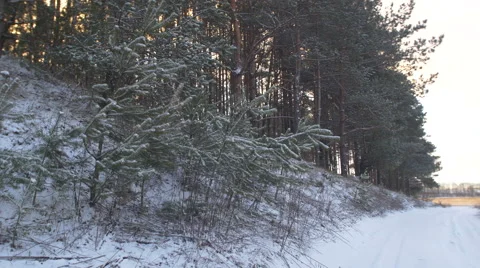 Edge of winter forest Stock Footage 61430598