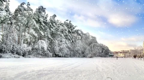 Edge in the winter forest Stock Footage 68536994