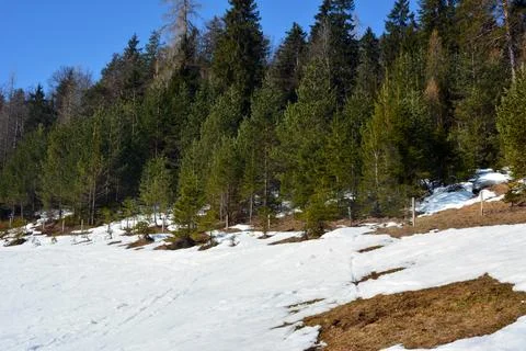 The edge of a winter pine forest covered with snow is illuminated by the sun Stock Photos