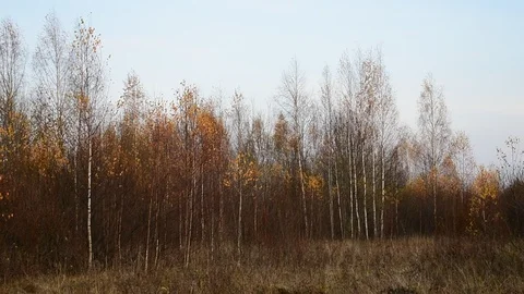 Edge of a young forest Stock Footage 118429680