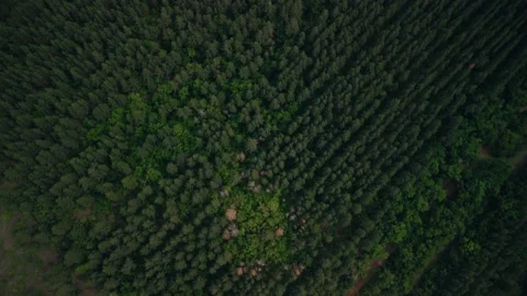 Edges of coniferous trees from above, forest area, shooting from a copter Vidéo 180489885