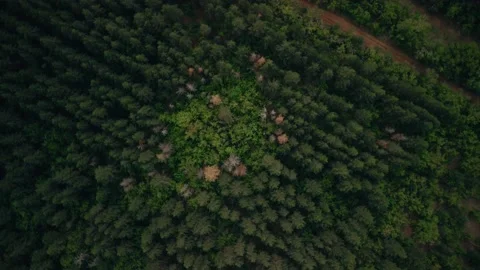 Edges of coniferous trees from above, forest area, shooting from a copter Vidéo 180490704