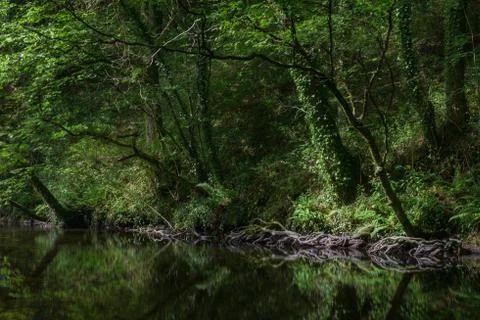 The edges of the forest are reflected in a pool Stock Photos