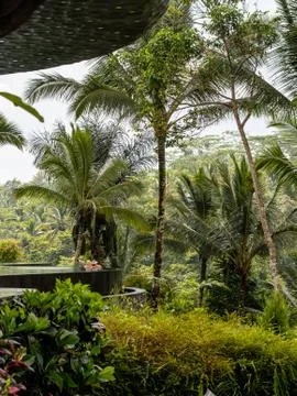 The edges of a luxury infinity pool in a forested resort Foto stock
