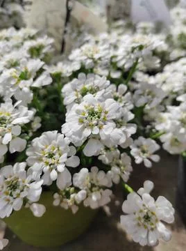 Edging Candytuft, Candy mustard, Iberis sempervirens, Brassicaceae Stock Photos
