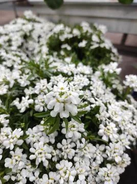Edging Candytuft, Candy mustard, Iberis sempervirens, Brassicaceae Stock Photos